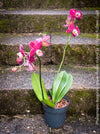 Phalaenopsis Burgundy Splash Flower Hybrid, Hybrid orchid, burgundy - lilac flowering orchid, organically grown tropical plants for sale at TOMs FLOWer CLUB