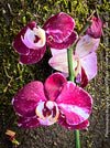 Phalaenopsis Burgundy Splash Flower Hybrid, Hybrid orchid, burgundy - lilac flowering orchid, organically grown tropical plants for sale at TOMs FLOWer CLUB