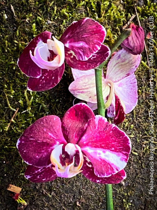 Phalaenopsis Burgundy Splash Flower Hybrid, Hybrid orchid, burgundy - lilac flowering orchid, organically grown tropical plants for sale at TOMs FLOWer CLUB