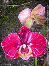 Phalaenopsis Burgundy Splash Flower Hybrid, Hybrid orchid, burgundy - lilac flowering orchid, organically grown tropical plants for sale at TOMs FLOWer CLUB
