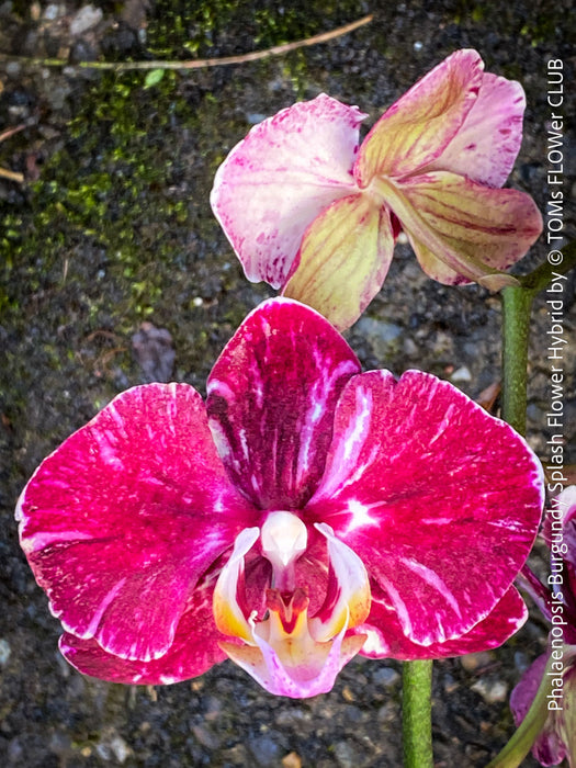 Phalaenopsis Burgundy Splash Flower Hybrid, Hybrid orchid, burgundy - lilac flowering orchid, organically grown tropical plants for sale at TOMs FLOWer CLUB