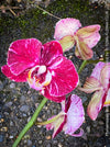 Phalaenopsis Burgundy Splash Flower Hybrid, Hybrid orchid, burgundy - lilac flowering orchid, organically grown tropical plants for sale at TOMs FLOWer CLUB