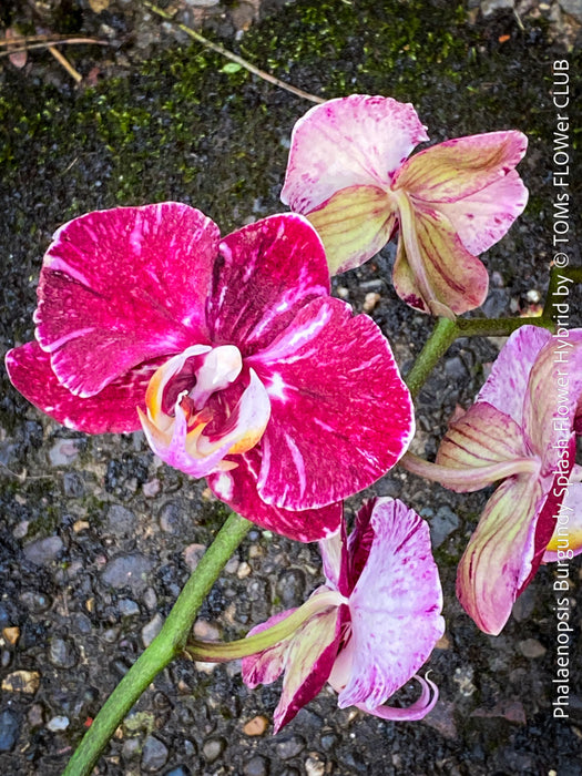 Phalaenopsis Burgundy Splash Flower Hybrid, Hybrid orchid, burgundy - lilac flowering orchid, organically grown tropical plants for sale at TOMs FLOWer CLUB