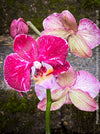 Phalaenopsis Burgundy Splash Flower Hybrid, Hybrid orchid, burgundy - lilac flowering orchid, organically grown tropical plants for sale at TOMs FLOWer CLUB