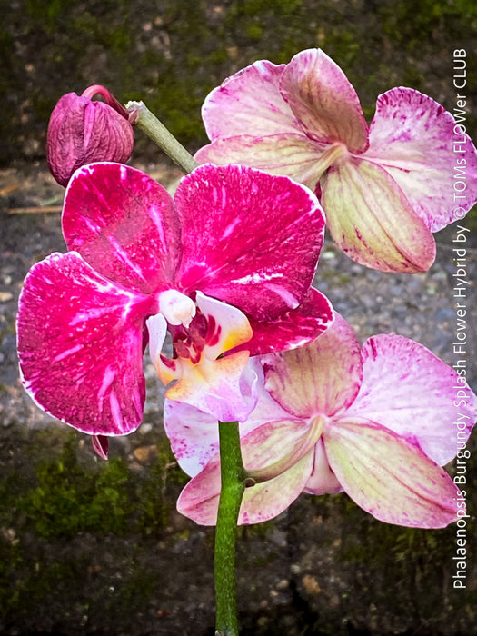 Phalaenopsis Burgundy Splash Flower Hybrid, Hybrid orchid, burgundy - lilac flowering orchid, organically grown tropical plants for sale at TOMs FLOWer CLUB