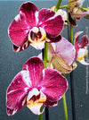 Phalaenopsis Burgundy Splash Flower Hybrid, Hybrid orchid, burgundy - lilac flowering orchid, organically grown tropical plants for sale at TOMs FLOWer CLUB