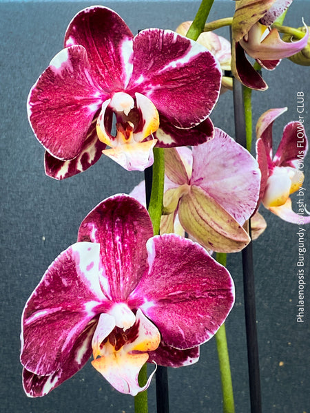 Phalaenopsis Burgundy Splash Flower Hybrid, Hybrid orchid, burgundy - lilac flowering orchid, organically grown tropical plants for sale at TOMs FLOWer CLUB