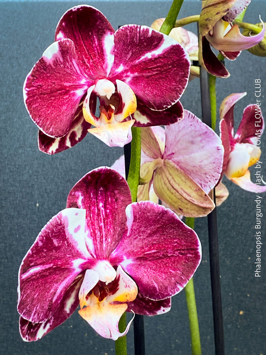 Phalaenopsis Burgundy Splash Flower Hybrid, Hybrid orchid, burgundy - lilac flowering orchid, organically grown tropical plants for sale at TOMs FLOWer CLUB