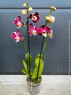 Phalaenopsis Burgundy Splash Flower Hybrid, Hybrid orchid, burgundy - lilac flowering orchid, organically grown tropical plants for sale at TOMs FLOWer CLUB