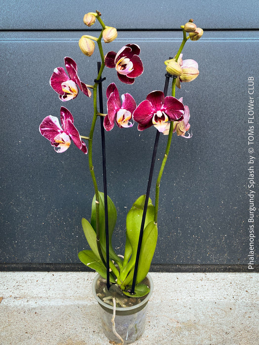 Phalaenopsis Burgundy Splash Flower Hybrid, Hybrid orchid, burgundy - lilac flowering orchid, organically grown tropical plants for sale at TOMs FLOWer CLUB