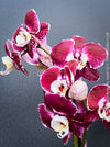 Phalaenopsis Burgundy Splash Flower Hybrid, Hybrid orchid, burgundy - lilac flowering orchid, organically grown tropical plants for sale at TOMs FLOWer CLUB