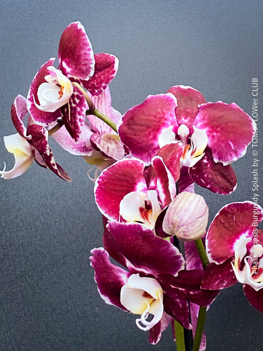 Phalaenopsis Burgundy Splash Flower Hybrid, Hybrid orchid, burgundy - lilac flowering orchid, organically grown tropical plants for sale at TOMs FLOWer CLUB