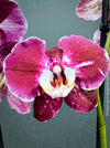 Phalaenopsis Burgundy Splash Flower Hybrid, Hybrid orchid, burgundy - lilac flowering orchid, organically grown tropical plants for sale at TOMs FLOWer CLUB