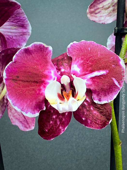 Phalaenopsis Burgundy Splash Flower Hybrid, Hybrid orchid, burgundy - lilac flowering orchid, organically grown tropical plants for sale at TOMs FLOWer CLUB