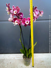 Phalaenopsis Burgundy Splash Flower Hybrid, Hybrid orchid, burgundy - lilac flowering orchid, organically grown tropical plants for sale at TOMs FLOWer CLUB