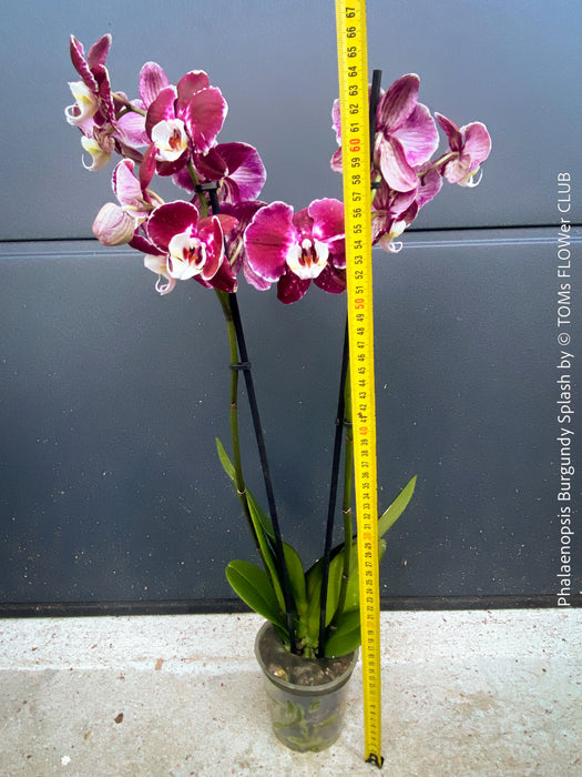 Phalaenopsis Burgundy Splash Flower Hybrid, Hybrid orchid, burgundy - lilac flowering orchid, organically grown tropical plants for sale at TOMs FLOWer CLUB