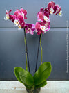 Phalaenopsis Burgundy Splash Flower Hybrid, Hybrid orchid, burgundy - lilac flowering orchid, organically grown tropical plants for sale at TOMs FLOWer CLUB