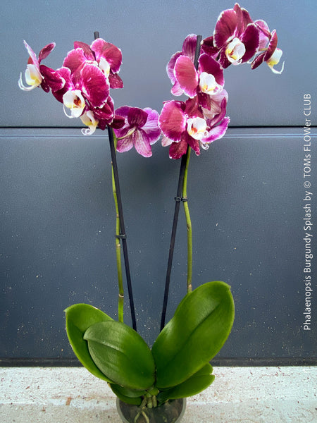 Phalaenopsis Burgundy Splash Flower Hybrid, Hybrid orchid, burgundy - lilac flowering orchid, organically grown tropical plants for sale at TOMs FLOWer CLUB