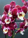 Phalaenopsis Burgundy Splash Flower Hybrid, Hybrid orchid, burgundy - lilac flowering orchid, organically grown tropical plants for sale at TOMs FLOWer CLUB