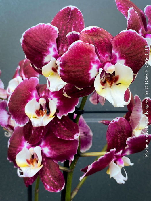 Phalaenopsis Burgundy Splash Flower Hybrid, Hybrid orchid, burgundy - lilac flowering orchid, organically grown tropical plants for sale at TOMs FLOWer CLUB