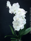Pure white flowering - Phalaenopsis Charming Snow - Big Lip orchid for sale at TOMs FLOWer CLUB