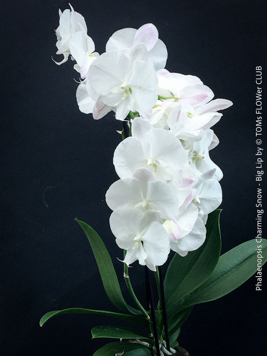 Pure white flowering - Phalaenopsis Charming Snow - Big Lip orchid for sale at TOMs FLOWer CLUB
