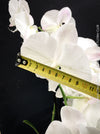 Pure white flowering - Phalaenopsis Charming Snow - Big Lip orchid for sale at TOMs FLOWer CLUB