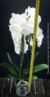 Pure white flowering - Phalaenopsis Charming Snow - Big Lip orchid for sale at TOMs FLOWer CLUB