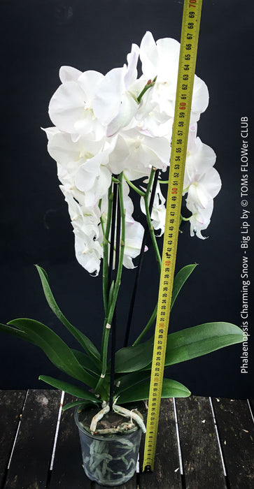 Pure white flowering - Phalaenopsis Charming Snow - Big Lip orchid for sale at TOMs FLOWer CLUB
