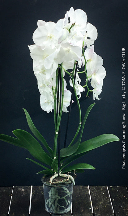 Pure white flowering - Phalaenopsis Charming Snow - Big Lip orchid for sale at TOMs FLOWer CLUB