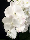 Pure white flowering - Phalaenopsis Charming Snow - Big Lip orchid for sale at TOMs FLOWer CLUB