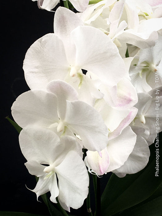 Pure white flowering - Phalaenopsis Charming Snow - Big Lip orchid for sale at TOMs FLOWer CLUB