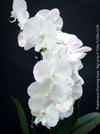 Pure white flowering - Phalaenopsis Charming Snow - Big Lip orchid for sale at TOMs FLOWer CLUB