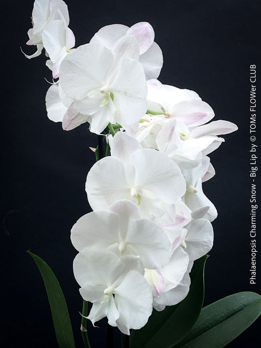 Pure white flowering - Phalaenopsis Charming Snow - Big Lip orchid for sale at TOMs FLOWer CLUB