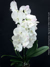 Pure white flowering - Phalaenopsis Charming Snow - Big Lip orchid for sale at TOMs FLOWer CLUB