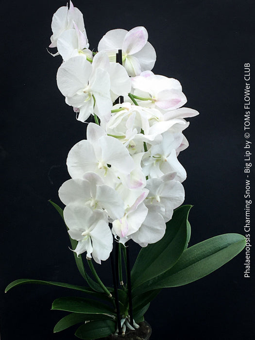Pure white flowering - Phalaenopsis Charming Snow - Big Lip orchid for sale at TOMs FLOWer CLUB