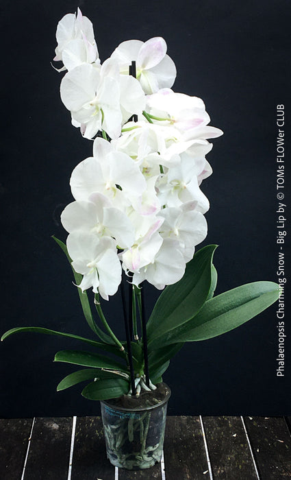 Pure white flowering - Phalaenopsis Charming Snow - Big Lip orchid for sale at TOMs FLOWer CLUB