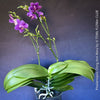 Phalaenopsis Ching Ann Mary, lila violet  orchid for sale at TOMs FLOWer CLUB Zurich Switzerland