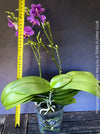 Phalaenopsis Ching Ann Mary, lila violet  orchid for sale at TOMs FLOWer CLUB Zurich Switzerland