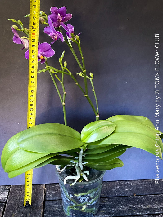 Phalaenopsis Ching Ann Mary, lila violet  orchid for sale at TOMs FLOWer CLUB Zurich Switzerland