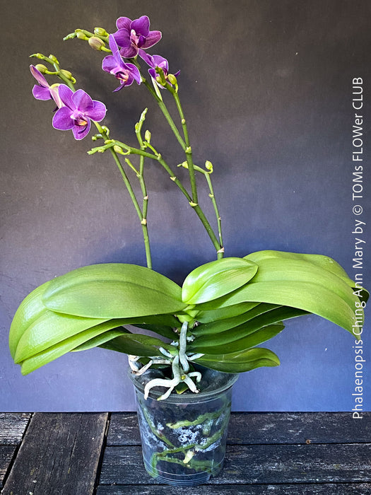 Phalaenopsis Ching Ann Mary, lila violet  orchid for sale at TOMs FLOWer CLUB Zurich Switzerland