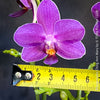 Phalaenopsis Ching Ann Mary, lila violet  orchid for sale at TOMs FLOWer CLUB Zurich Switzerland