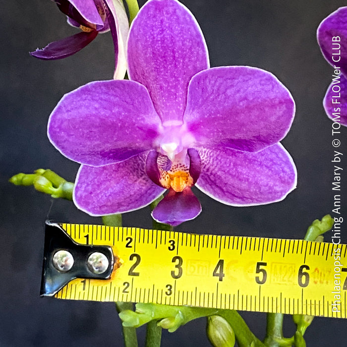 Phalaenopsis Ching Ann Mary, lila violet  orchid for sale at TOMs FLOWer CLUB Zurich Switzerland