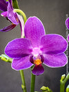 Phalaenopsis Ching Ann Mary, lila violet  orchid for sale at TOMs FLOWer CLUB Zurich Switzerland
