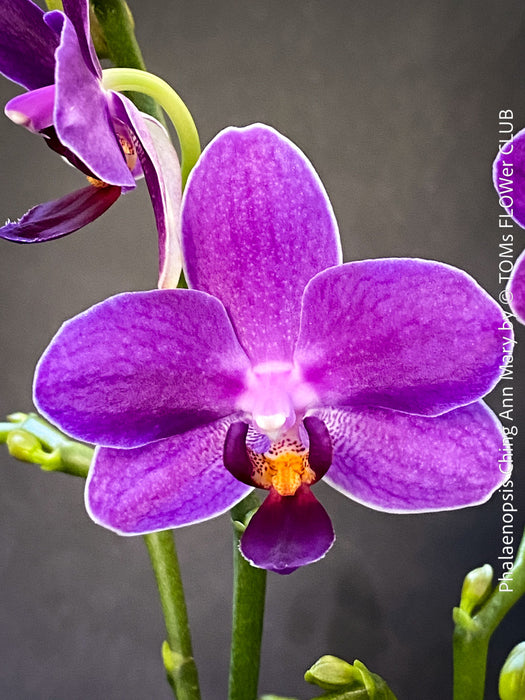 Phalaenopsis Ching Ann Mary, lila violet  orchid for sale at TOMs FLOWer CLUB Zurich Switzerland