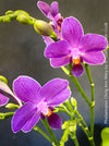 Phalaenopsis Ching Ann Mary, lila violet  orchid for sale at TOMs FLOWer CLUB Zurich Switzerland