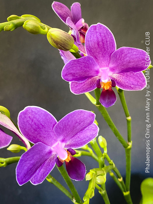 Phalaenopsis Ching Ann Mary, lila violet  orchid for sale at TOMs FLOWer CLUB Zurich Switzerland