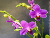 Phalaenopsis Ching Ann Mary, lila violet  orchid for sale at TOMs FLOWer CLUB Zurich Switzerland