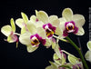 Phalaenopsis Deep Secret Hybrid, Hybrid orchid, burgundy - vanilla white yellow flowering orchid, organically grown tropical plants for sale at TOMs FLOWer CLUB