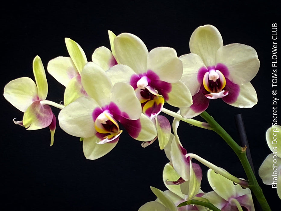 Phalaenopsis Deep Secret Hybrid, Hybrid orchid, burgundy - vanilla white yellow flowering orchid, organically grown tropical plants for sale at TOMs FLOWer CLUB